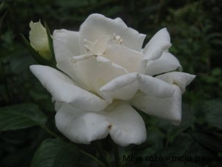 anna-regina1