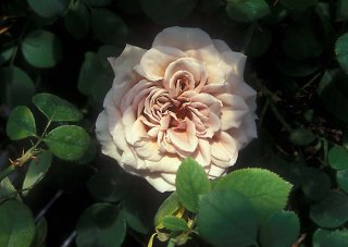 greypearl-ze-strony-rose-roses-com