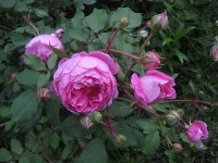 alan-titchmarsh