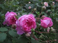 alan-titchmarsh2