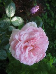 alexandra-princesse-de-luxembourg