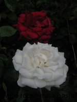 anna-regina