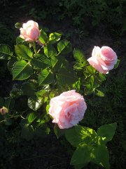 aphrodite-rosen-tantau-2006