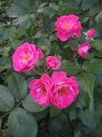 bordure-magenta