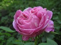 bordure-magenta2