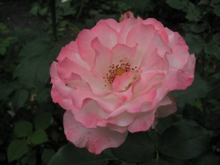 carmagniole