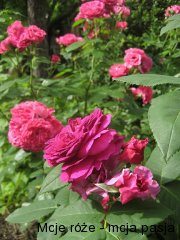 domain-st-jean-beauregar-purple-lodge
