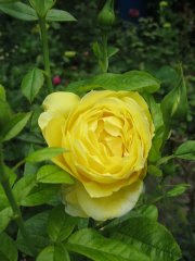 france-info