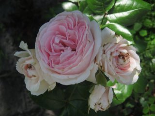 giardina-rosen-tantau-2009