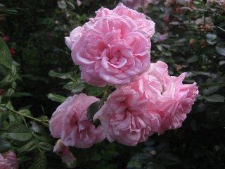 home-garden-kordes