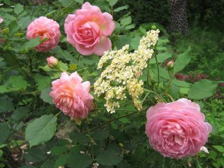 jubilee-celebration