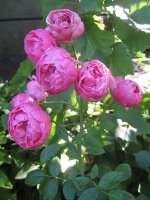 pomponella