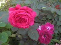 rose-des-4-vents-burgundy-icy
