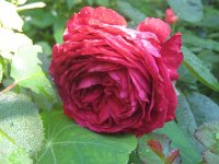 rose-des-4-vents2