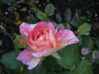 rose-des-cisterciens