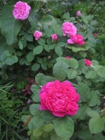 sophys-rose-gertrude-jekyll2