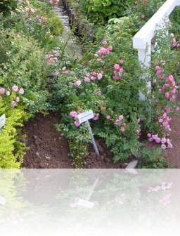  deuches rosarium dortmund