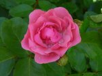 alicja-2-ogrod-botaniczny-warszawa-181.jpg