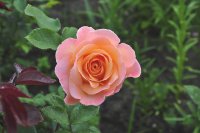 rosemary-harkness