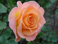 rosemary-harkness2
