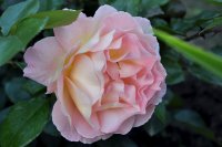 rosemary-harkness3