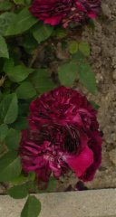 abbe-bramerel-1