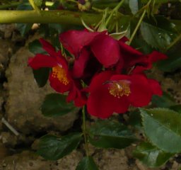 alcanthara-1