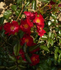alcanthara-2