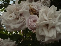 aschermitthwoch-4