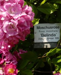 belinda-1