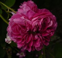 belle-herminie-2