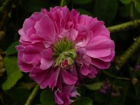 belle-herminie-3