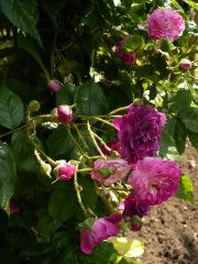 bleu-magenta-2