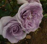 blue-bajou-2