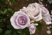 blue-bajou-5