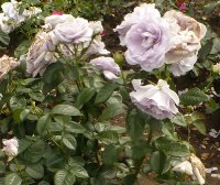 blue-bajou