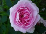 queen-of-denmark-gubala-2.jpg