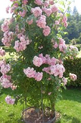  BLUSH RAMBLER