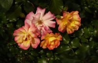 bonanza-2