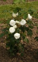 boule-de-neige-4