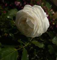 boulle-de-neige