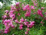 excelsa-gubala-3.jpg