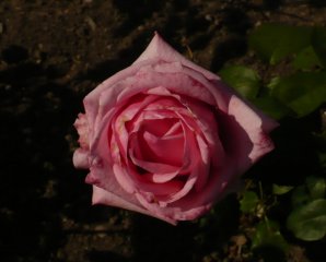 carina