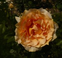 casanova-3