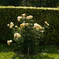 casanova-4