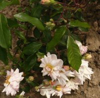 clytemnestra-3