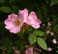 complicata-4