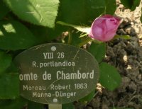 comte-de-chambord-1