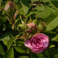 comte-de-chambord-2