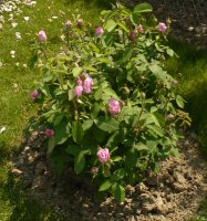 comte-de-chambord